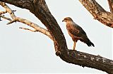 Savanna Hawk